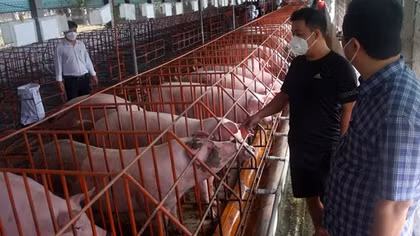 Tổng kiểm tra gần 10 nghìn cơ sở chăn nuôi ở Đồng Nai