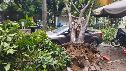 Cây đa bật gốc trong mưa đè ô tô con sập nóc