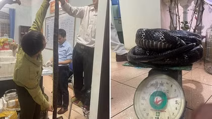 Bị khởi tố vì đem rượu ngâm rắn hổ chúa đi bán