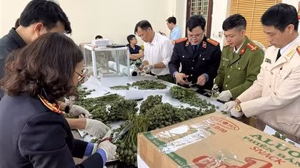 “Ủ” hàng loạt cây thuốc phiện trên xe bán tải