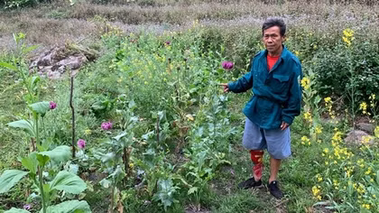 Xin hạt giống về trồng hàng nghìn cây thuốc phiện “làm thuốc”