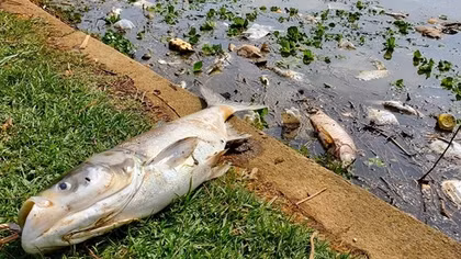 Cá ngoi kín mặt nước để thở rồi chết la liệt ở hồ Xuân Hương