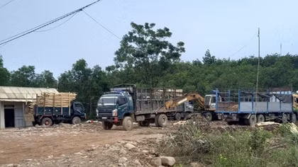 Chấn chỉnh ngay hoạt động của hàng loạt trạm cân thu mua gỗ rừng trồng