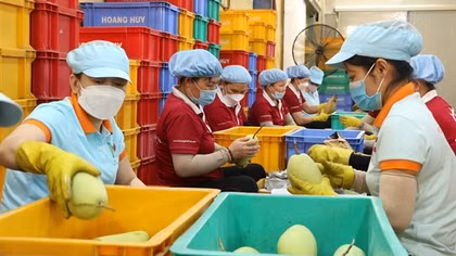 Nhiều cảnh báo về hàng hoá nông sản tại thị trường xuất khẩu