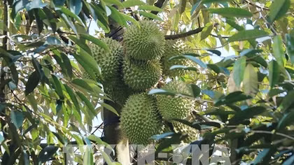 Sầu riêng nghịch vụ "sốt" giá
