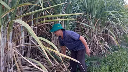 Nâng cao năng lực cạnh tranh cho ngành mía đường