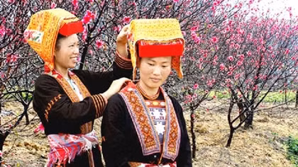 Đào tuyết tình hòa Mẫu Sơn