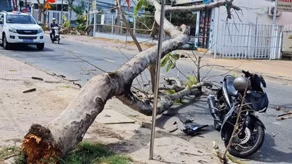 Trên đường về quê ăn Tết, hai thanh niên bị cây phượng đổ lên người