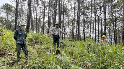 Để những cánh rừng Tây Nguyên thêm xanh!