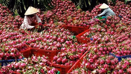 Lời cảnh tỉnh cho nông sản xuất khẩu