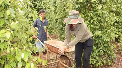 Trồng tiêu hữu cơ, hướng đi bền vững ở tỉnh Bình Phước
