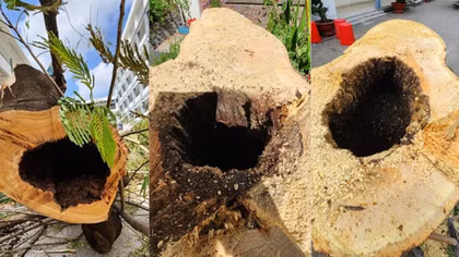 “Bác sĩ” chỉ định chặt bỏ những cây phượng ngoài vỏ xanh tươi, trong mục rỗng