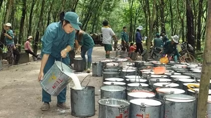 Trung Quốc - thị trường tiêu thụ cao su lớn nhất của Việt Nam