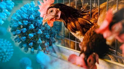 TP Hồ Chí Minh khẩn trương lên kế hoạch phòng, chống dịch cúm A (H5N1)