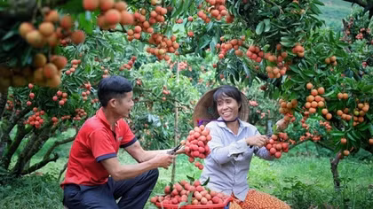 "Lên đời" cho quả vải