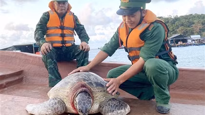 Thả cá thể rùa biển quý hiếm nặng 80kg về môi trường tự nhiên