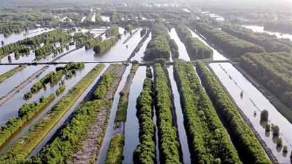 Cà Mau phát huy tiềm năng kinh tế lâm nghiệp