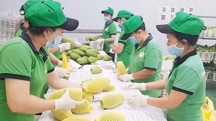 Xuất khẩu những tháng cuối năm sẽ tiếp tục khởi sắc