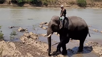 Buôn Đôn lặng lẽ voi già