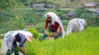 Phát triển hài hòa “văn minh nông nghiệp” và “văn minh công nghiệp”