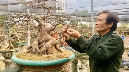 Rộn ràng xứ mai vàng trước Tết