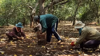 Khốn đốn cảnh bán điều non trả nợ