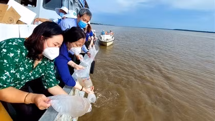Sóc Trăng thả 3 triệu con tôm giống về biển