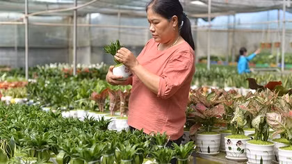 Biến hạt thanh long thành hoa cây cảnh dịp Tết