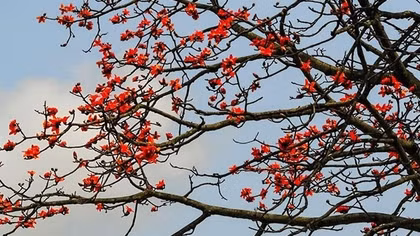 Tên con là Bông Hoa Gạo Đỏ