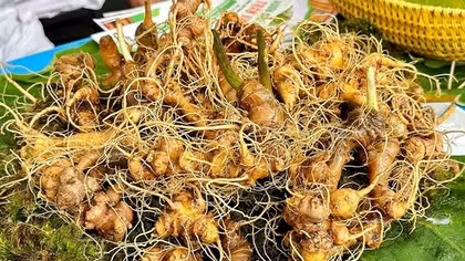 Sâm Ngọc Linh mở lối làm giàu cho bà con vùng núi Quảng Nam