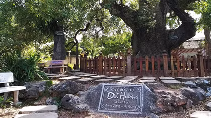 Câu chuyện dưới tán đại lão Dã hương ngàn tuổi