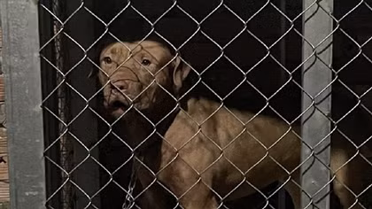 Chó Pitbull cắn chết cụ bà 82 tuổi