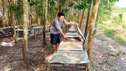 Theo chân những người nuôi ong lấy mật