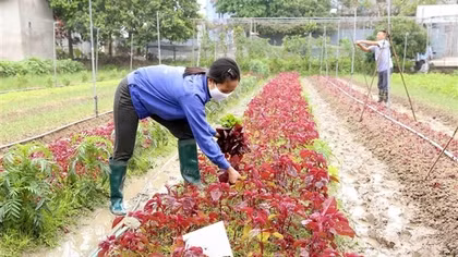 Hà Nội phấn đấu thu nhập nông dân đạt 70 triệu đồng/người/năm