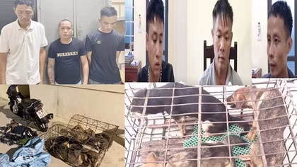 Nhóm "cẩu tặc" trộm gần 100 con chó