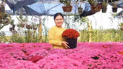 Thủ phủ hoa kiểng Sa Đéc tấp nập vào vụ Tết