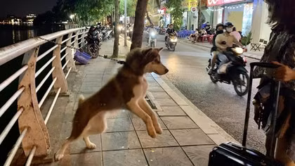Những cái chết thương tâm vì bệnh dại