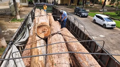 Xe đầu kéo vận chuyển 23 lóng gỗ trái phép ở khu vực biên giới