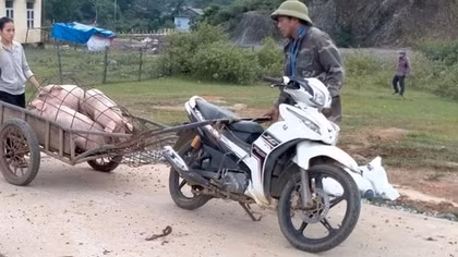 Quảng Bình bùng phát dịch tả lợn châu Phi và dịch tai xanh ở lợn