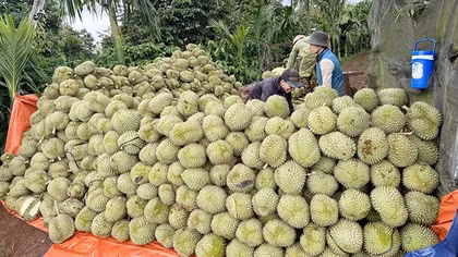 Khi sầu riêng “sốt giá”