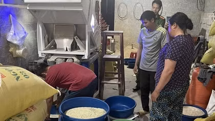 Phát hiện hộ kinh doanh gạo "Séng cù xanh" nhuộm từ lá dứa