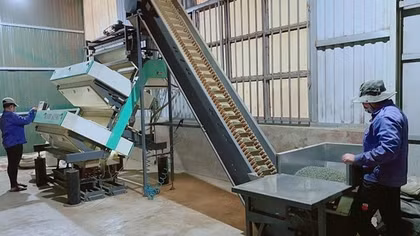 Đề nghị 5 doanh nghiệp xuất khẩu chè báo cáo quy trình sản xuất