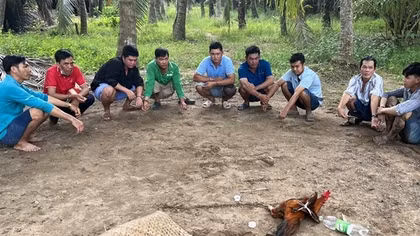Phá sới bạc trong vườn dừa
