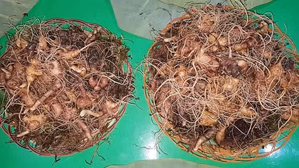 Quảng Nam chỉ đạo Công an tăng cường bảo vệ thương hiệu “quốc bảo” sâm Ngọc Linh