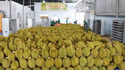 Ồ ạt trồng sầu riêng, hậu quả khó lường