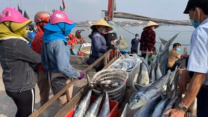 Xử phạt 72 tàu cá vi phạm khai thác hải sản bất hợp pháp