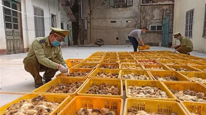 Chỉ thị ngăn chặn tình trạng nhập lậu, vận chuyển động vật trái phép