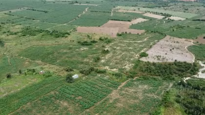Gần 100ha đất Dự án sân bay Long Thành bị chiếm dụng để trồng sắn