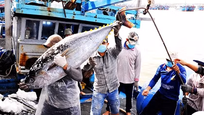 Phú Yên với 180 ngày hành động tháo gỡ “thẻ vàng” thủy sản