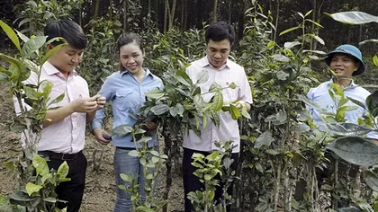 Xanh thắm một vùng quê Anh Sơn
